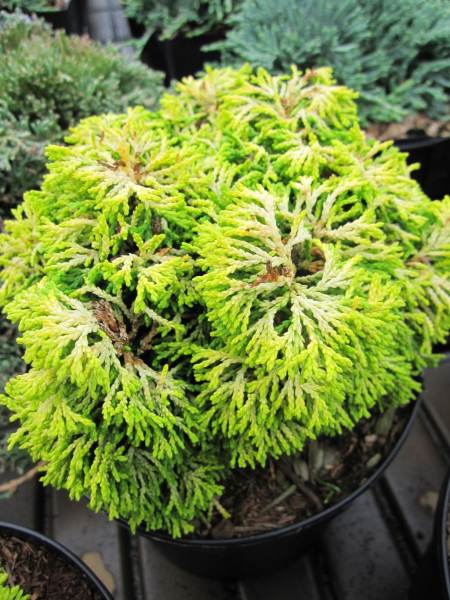 Hinoki Scheinzypresse Butterball 1