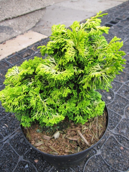 Chamaecyparis obtusa Golden Ceramic 3