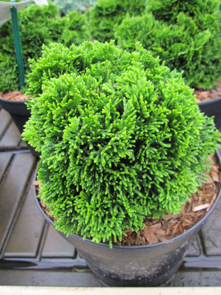 Scheinzypresse Juniperoides