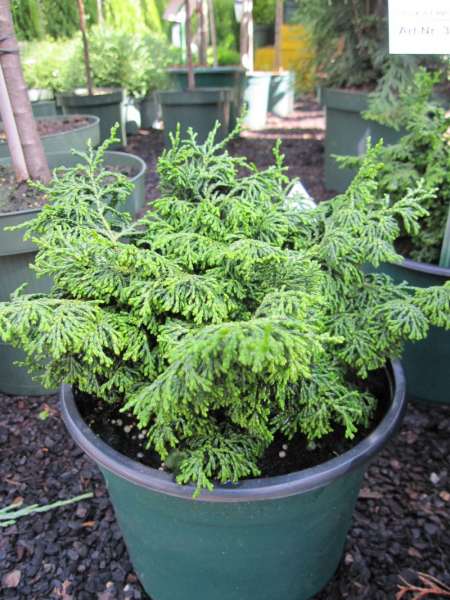 Chamaecyparis obtusa Maureen - Scheinzypresse Maureen - benötigt einen sonnigen bis halbschattigen Standort. Sie besitzt eine gute Winterhärte.