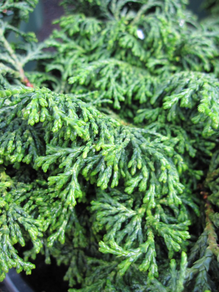 Chamaecyparis obtusa Maureen - Scheinzypresse Maureen - bekommt im Herbst eine rötliche Färbung.