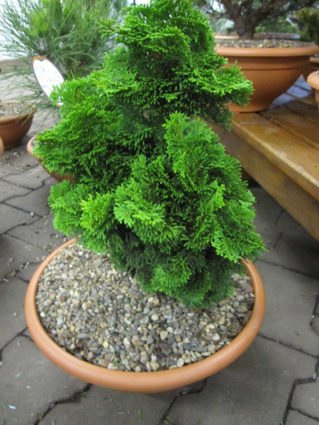 Chamaecyparis obtusa Nana Gracilis 1
