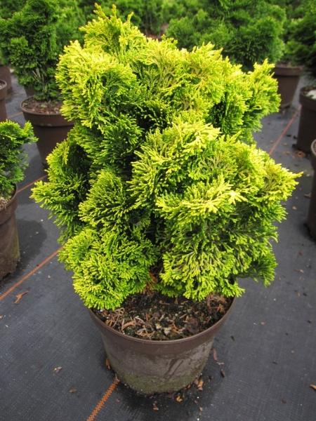 Chamaecyparis obtusa Nana Aurea1