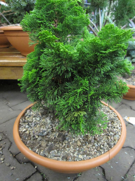 Chamaecyparis obtusa Nana Gracilis 2