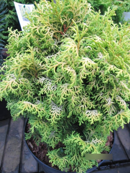 Chamaecyparis obtusa Spirited1