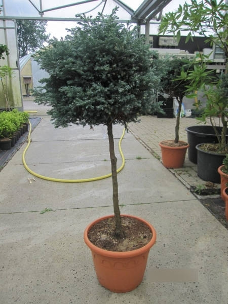Chamaecyparis pisifera Boulevard Formschnitt 4