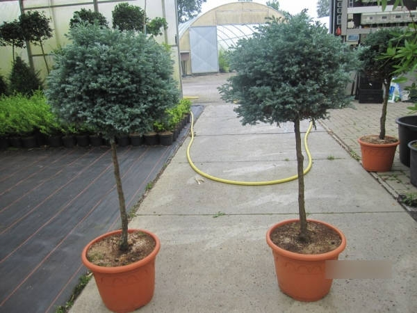 Chamaecyparis pisifera Boulevard Formschnitt 3
