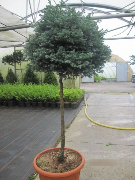 Chamaecyparis pisifera Boulevard Formschnitt 1