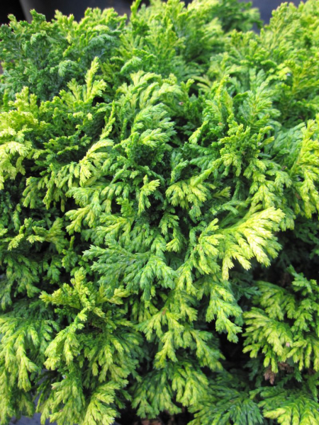 Chamaecyparis pisifera nana 3