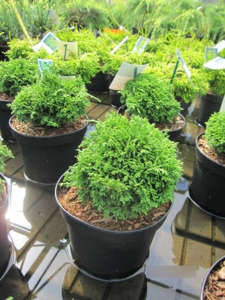 Chamaecyparis pisifera Tsukumo 3