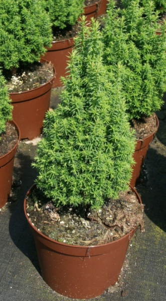 Chamaecyparis thyoides Top Point 3