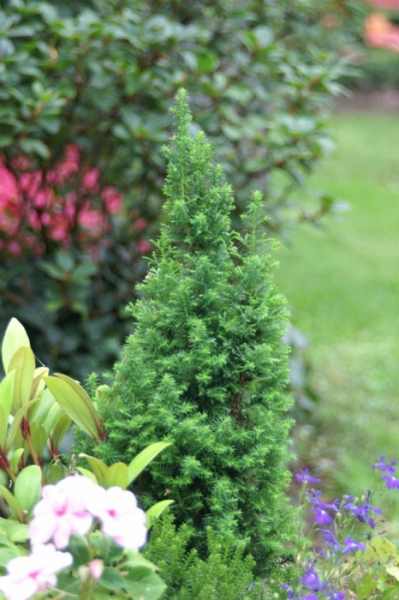Chamaecyparis thyoides Top Point 4