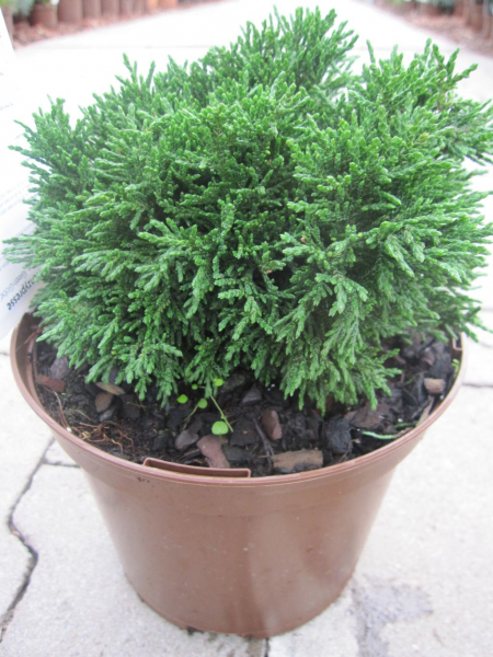 Scheinzypresse Green Globe 3