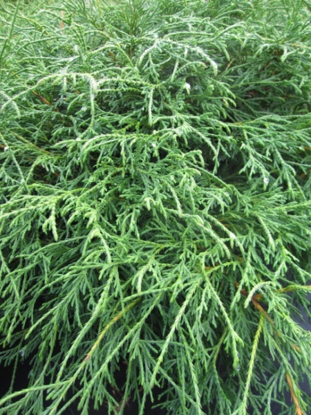 Die Grüne Zwergfadenzypresse Filifera Nana, Chamaecyparis pisifera Filifera Nana, ist ein absoluter Blickfang