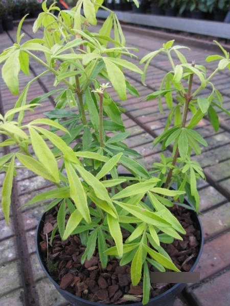 Choisya ternata Goldfingers 2
