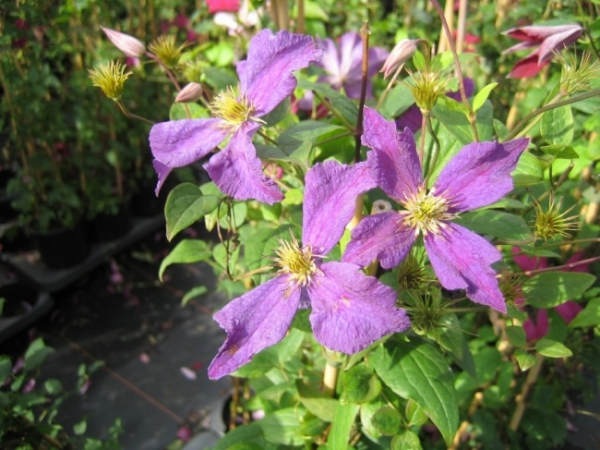 Clematis viticella bot. Art hat eine wunderschöne hellviolette Blüte.