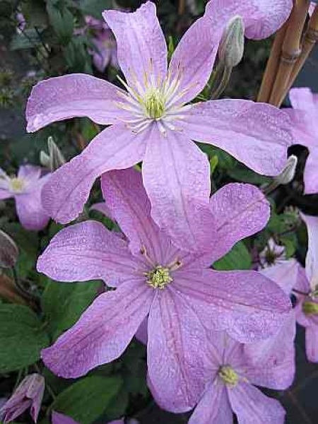 Clematis Comtesse de Bouchaud hat eine Blütengröße zwischen 8 bis 10 cm.