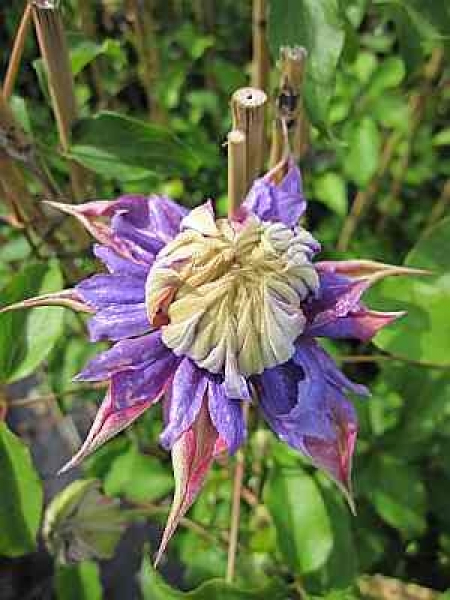 Clematis Diamantina TM Evipo 039 hat eine wunderschöne dunkelviolett gefüllte Blüte.