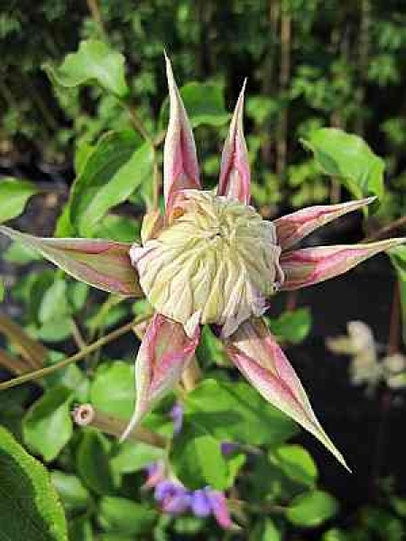 Clematis Diamantina hat eine schöne Blüte, welche eine lange Blütezeit hat.