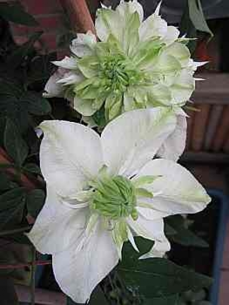 Clematis florida Alba Plena hat eine wunderschöne gefüllte weiße mit grünlichen Streifen blühende Blüte.