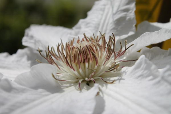 Clematis Hyde Hall TM Evipo 009 hat eine wunderschöne, große cremeweiße Blüte.
