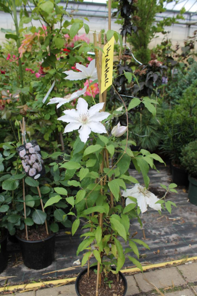 Clematis Hyde Hall TM Evipo 009 hat eine schöne Blüte, die von Juni bis September blüht.