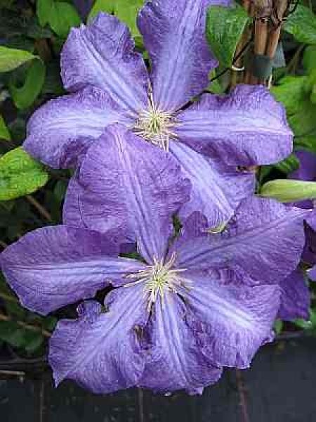Clematis Luther Burbank hat eine sehr große, hellviolett-weiße Blüte.