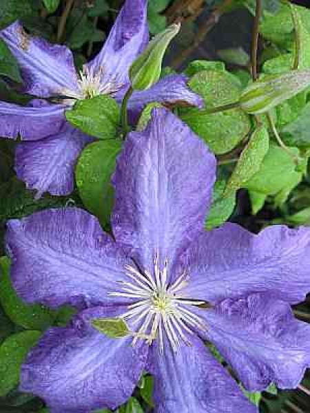 Clematis Luther Burbank hat eine wunderschöne große Blüte.