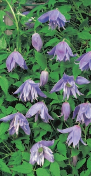 Clematis Macropetala bot. Art hat eine schöne blau bis blauviolette Blüte.