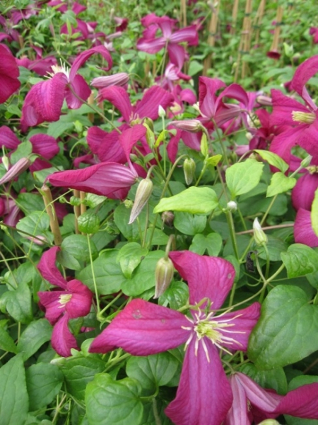 Clematis viticella Madame Julia Correvon hat eine leuchtend rote Blüte.
