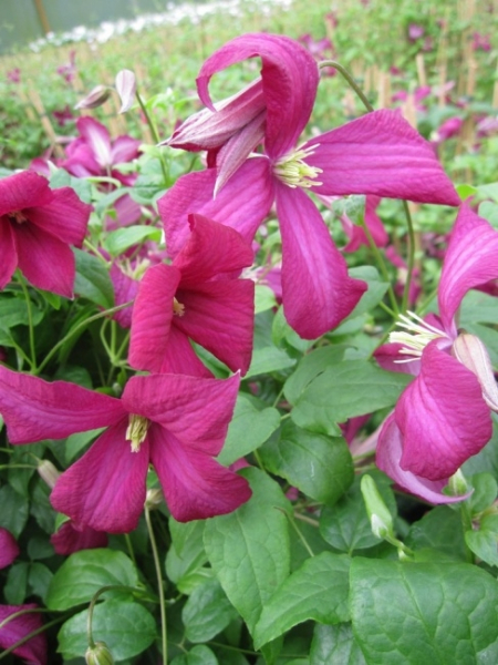 Clematis viticella Madame Julia Correvon hat eine wunderschöne leuchtend rote Blüte.