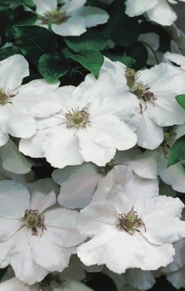 Clematis Madame le Coultre hat eine wunderschöne große weiße Blüte.