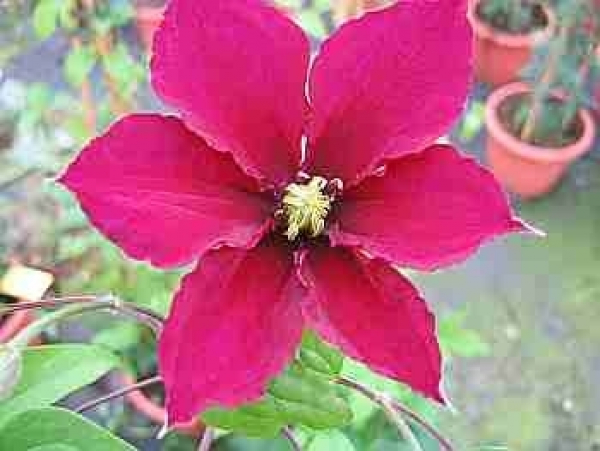 Clematis Rosemoor TM Evipo 002 hat eine wunderschöne tiefrote Blüte.