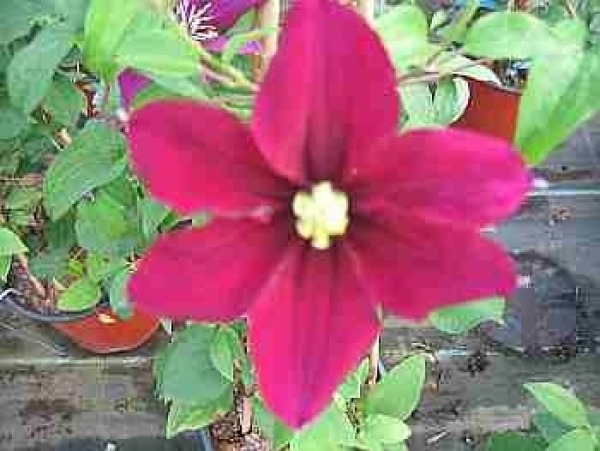Clematis Rosemoor TM Evipo ist eine tiefrote Blüte und hat gelbe  Staugefäße