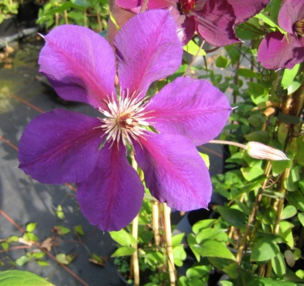 Clematis viticella Viola hat eine wunderschöne dunkelviolette Blüte.