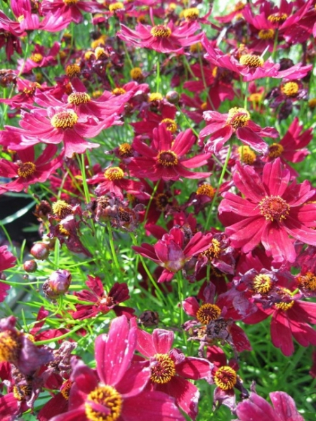 Coreopsis verticillata Ruby Red 2