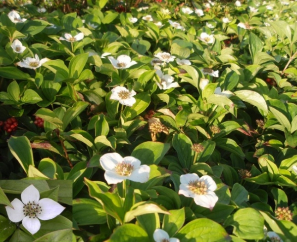 Cornus canadensis 1