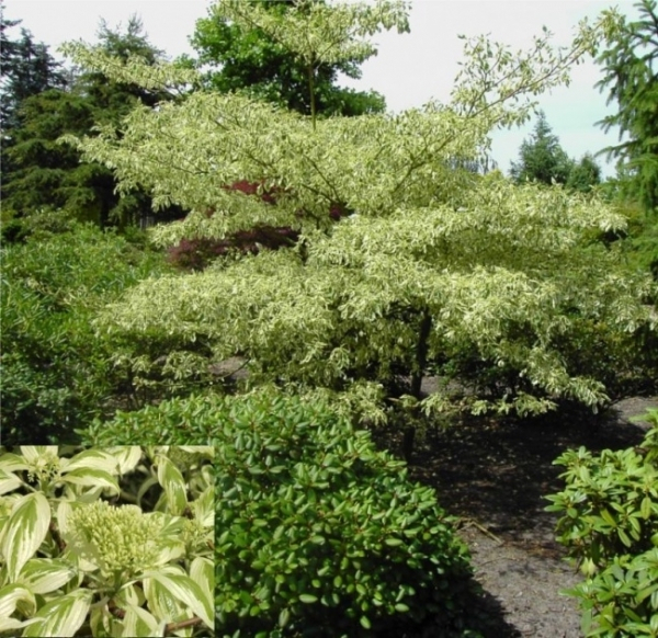 Cornus controversa Variegata 1