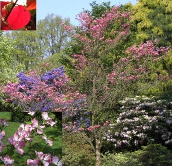 Cornus florida Rubra