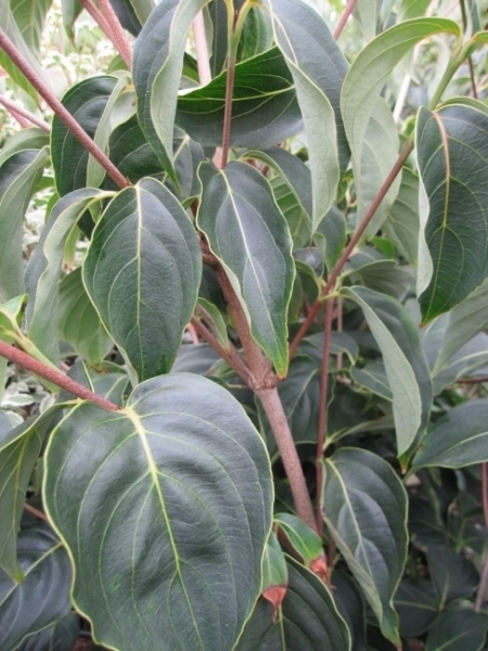Cornus kousa Blue Shadow 1