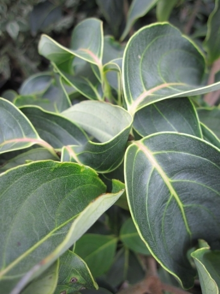 Cornus kousa Blue Shadow2