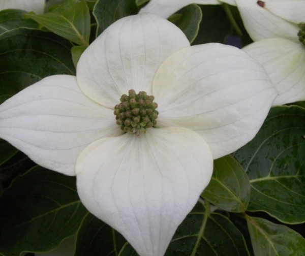 Cornus kousa Milky Way 1