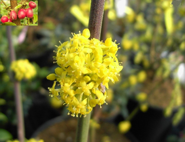 Die Amerikanische Kornelkirsche, Cornus mas Golden Glory, ist reichblühender Zierstrauch mit essbaren Früchten die als Heilmittel genutzt werden