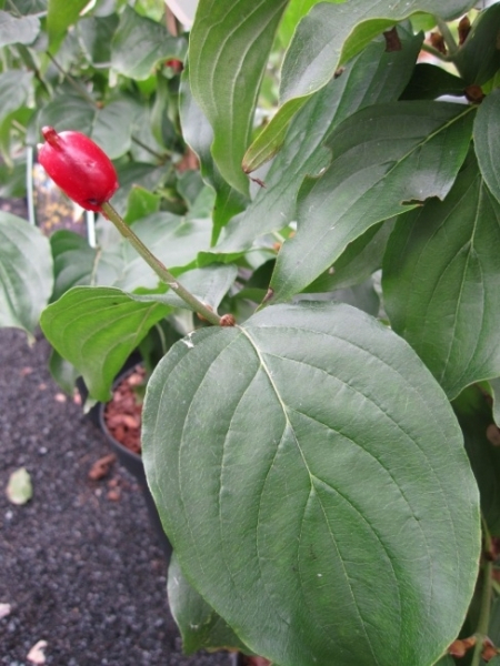 Cornus mas Redstone 1