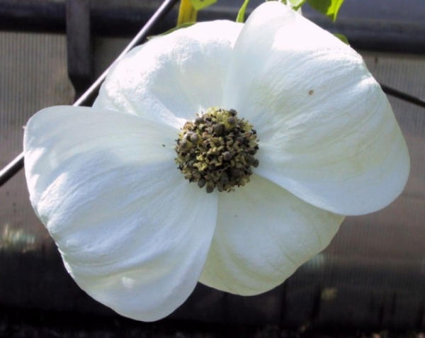 Der Chinesische Blumenhartriegel Ascona, Cornus nutallii Ascona, ist ein besonders attraktiver Zierstrauch mit einer üppigen anzahl an weißen Blüten