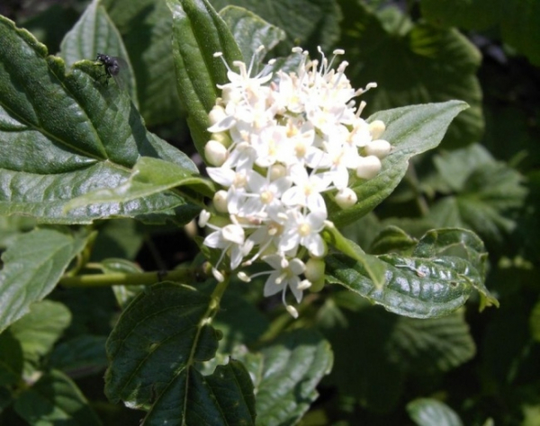 Der Chinesische Gelbholzhartriegel, Cornus stolonifera Flaviramea, hat eine auffällig gelbliche Rinde und gelblichweiße Trugdolden