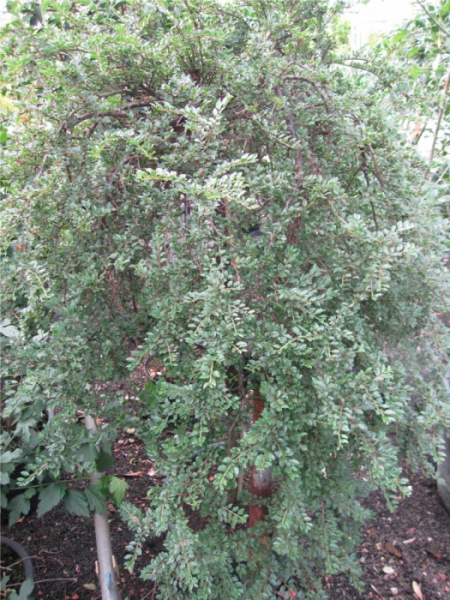 Cotoneaster adpressus Little Gem - Kissenmispel Little Gem auf 60 cm Stamm veredelt - Zwergcotoneaster - Kriechmispel - blüht mit einer eher unscheinbaren, weißen Blüte von Mai bis Juni.