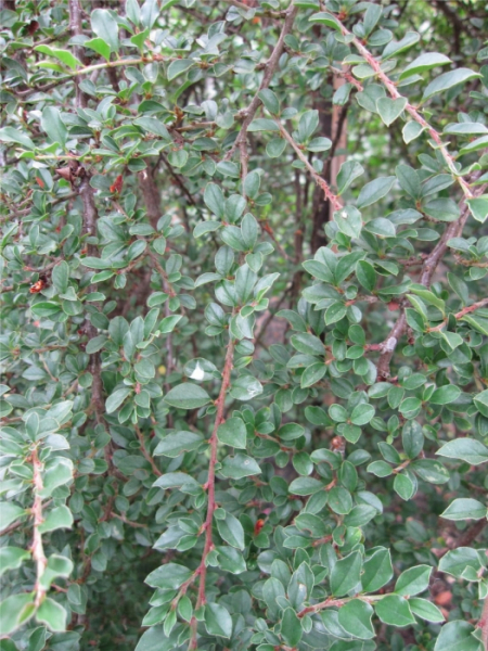 Cotoneaster adpressus Little Gem - Kissenmispel Little Gem auf 60 cm Stamm veredelt - Zwergcotoneaster - Kriechmispel - erhält im Herbst eine dunkelweinrote Färbung.