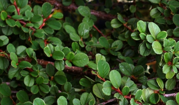 Cotoneaster dammeri Frieders Evergreen 1