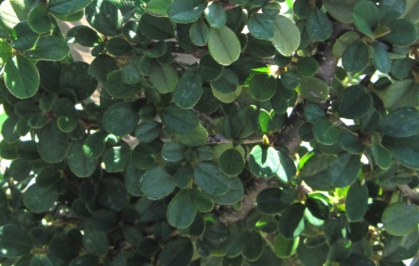 Cotoneaster dammeri Frieders Evergreen 2